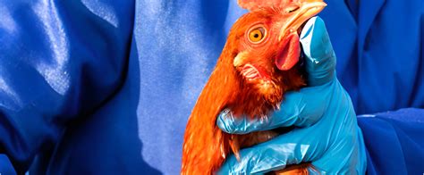gamot na pampatapang ng manok|Mga Tips sa Pagpili ng Gamot sa Manok .